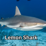 Lemon Shark Everything You Need to Know About This Fascinating Ocean Predator