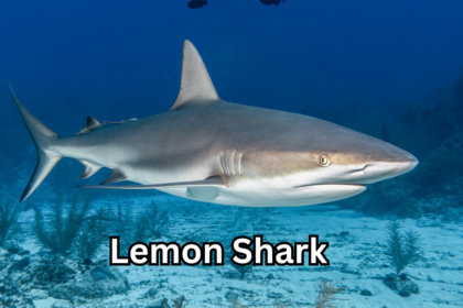 Lemon Shark Everything You Need to Know About This Fascinating Ocean Predator